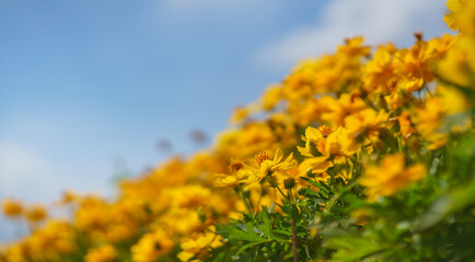 Closeup of yellow Cosmos flower under sunlight with copy space using as background natural green plants landscape, ecology wallpaper cover page concept.