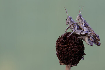 A pair of grasshoppers are mating. This insect likes to eat fruit, flowers and young leaves.