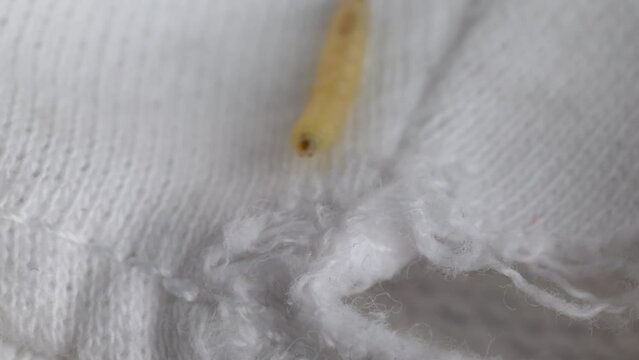 Moth Larva Creeping On White Knitted Cloth. closeup shot