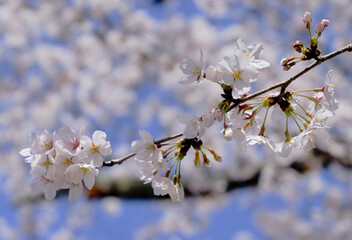 穏やかな春陽を浴びた美しい桜の花