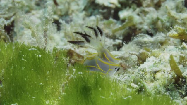 Beautiful Halgerda formosa nudibranch on the soft coral ocean floor gently swaying despite the strong ocean current.