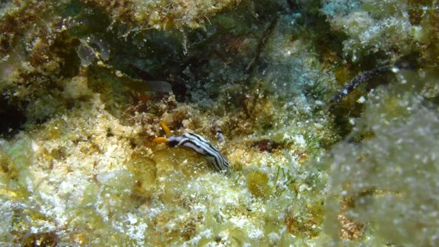 Beautiful Thuridilla virgata nudibranch gently grazing of the soft coral patch.