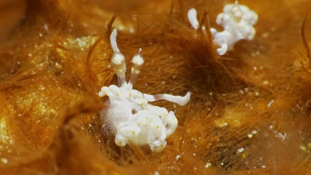 Mesmerizing macro shot of two beautiful Flabellina bicolor nudibranchs preying on micro-sized animals on a orange soft coral patch.