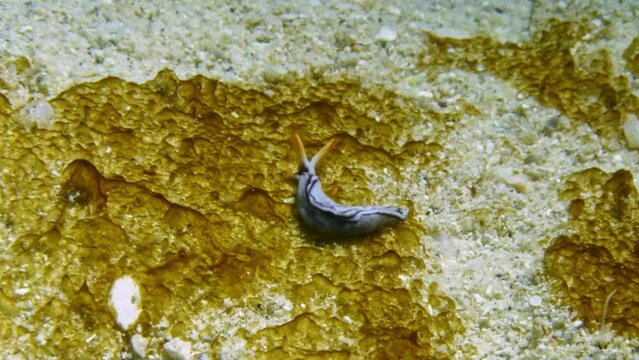 increeibly rare footage of a beautiful Thuridilla virgata sap-sucking nudibranch feeding on a moss patch.