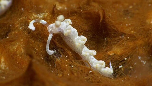 Amazing macro video of the starry-looking Flabellina bicolor nudibranch on the beautiful orange soft coral.