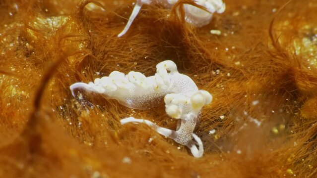 incredible ultra macro shot of the Flabellina bicolor nudibranch gently finding their way on the orange soft coral patch.