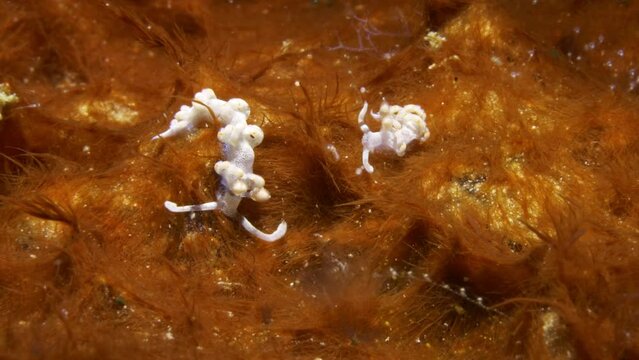 Two amazing Flabellina bicolor nudibranchs looking for prey on the fine orange soft coral patch.
