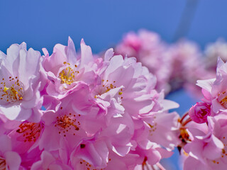 穏やかな春陽を浴びた美しい桜の花