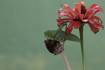 A long-legged grasshopper is foraging on wildflower. This insect has the scientific name Mecopoda nipponensis. - obrazy, fototapety, plakaty