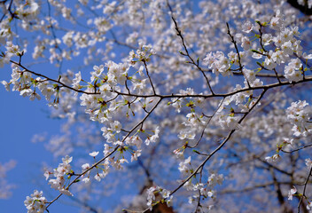 穏やかな春陽を浴びた美しい桜の花