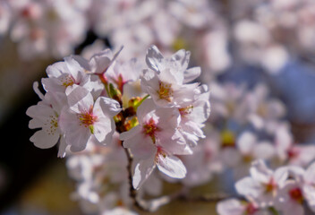 穏やかな春陽を浴びた美しい桜の花