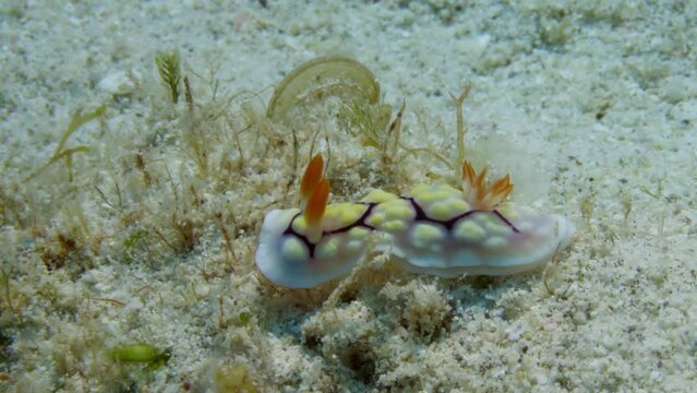 Amazing colorful Goniobranchus conchyliatus nudibranch cruising gracefully on the sandy ocean floor to find shelter in the soft algae.