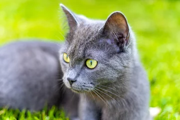 Fototapeten Dier Graue Katze im Garten © Hanglooser