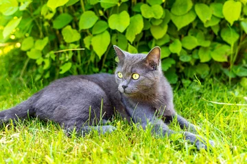 Fototapeten Dier Graue Katze im Garten © Hanglooser