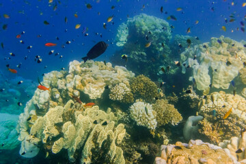 Naklejka na ściany i meble different fishes and corals during diving in the red sea in egypt