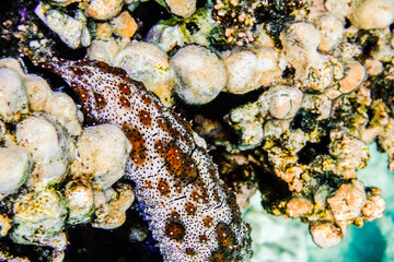 large colorful snail between corals in egypt