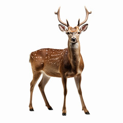Naklejka na ściany i meble deer isolated on white background with clipping path