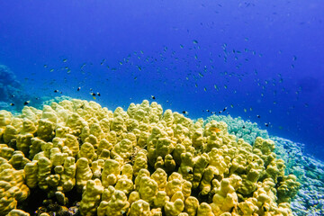 Fototapeta na wymiar lot of little fishes over yellow corals in deep blue water