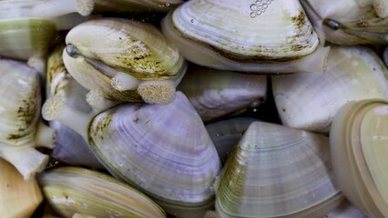 Close up of live clams pipis siphons fresh seafood as an ingredient shellfish bivalve mollusk