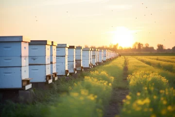 Fotobehang line of hives with bees and sunset in countryside © studioworkstock