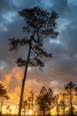 Fototapeta na wymiar sunrise time at pine tree forest