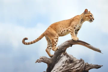 Poster Im Rahmen cougar poised on a limb above ground © studioworkstock