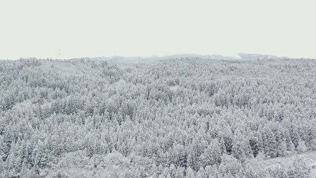 ドローン映像：雪化粧の杉林