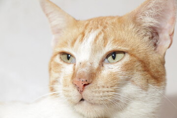 closeup, Ginger yellow Wild Cat posing, ginger cat head. isolated on white.