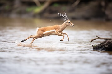 solo gazelle leaping across stream