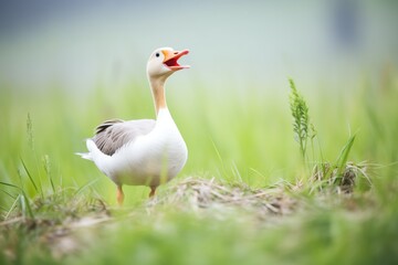 goose hissing in defense of a nest in meadow
