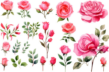 watercolor rose flower