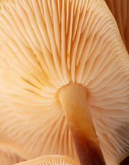 Winter honey fungus mushroom as a background. Macro - obrazy, fototapety, plakaty
