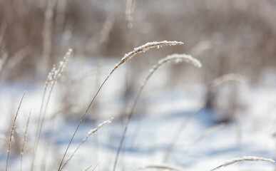 Dry grass in the snow in winter