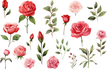 Rose Flower isolated watercolor illustration painting botanical art