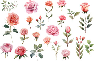 watercolor rose flower