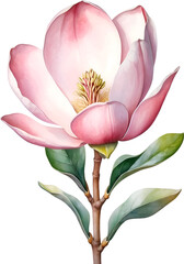 Magnolia flower watercolor painting. 