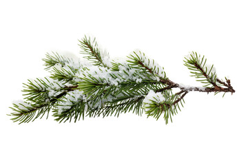 Icy Fir Branch on Transparent Background.