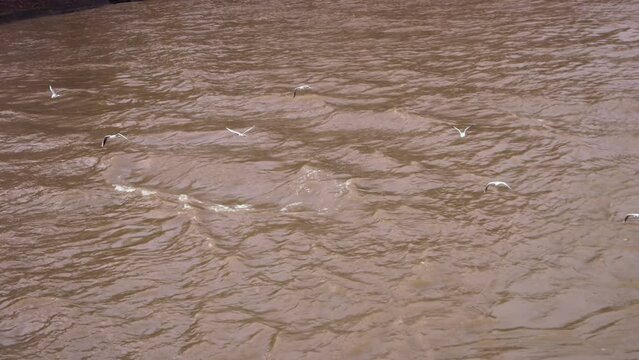 Slow motion footage of a group of Seagulls flying above the waves of the Seine River in Paris, France.