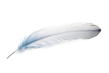 Bird Feather on Transparent Background.