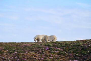 Two Polar Bears (Ursus maritimus) on a small island in Svalbard.