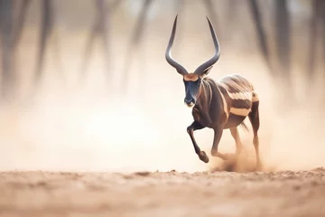 Zelfklevend Fotobehang sable antelope running through dust © studioworkstock
