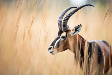 Rolgordijnen zonder boren Antilope sable antelope grazing in golden savanna grass