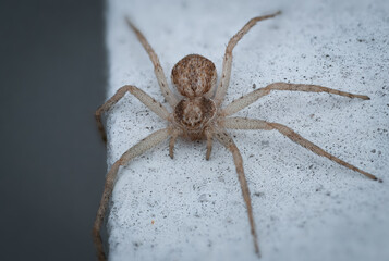 Laufspinne (Philodromidae)