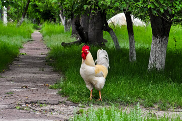 White rooster walks along the road © glebantiy