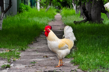 White rooster walks along the road