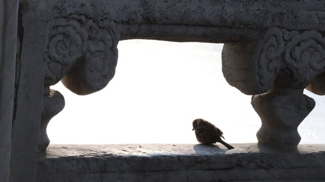 a bird sitting on a marble ancient fence, seemingly pondering