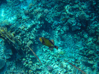 Naklejka na ściany i meble Balistoides viridescens in the expanses of the Red Sea coral reef