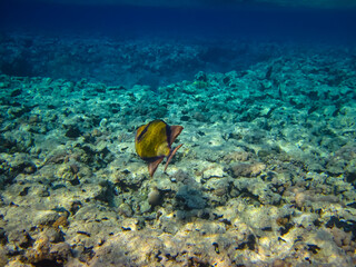Balistoides viridescens in the expanses of the Red Sea coral reef