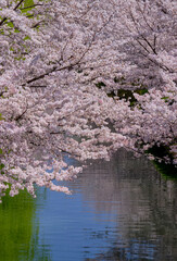 春陽を浴びて綺麗な京都伏見の桜
