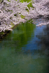 Obraz na płótnie Canvas 春陽を浴びて綺麗な京都伏見の桜